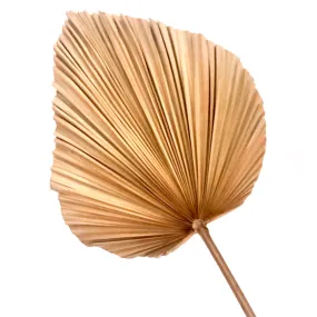 Large Palm Leaf Natural Dried