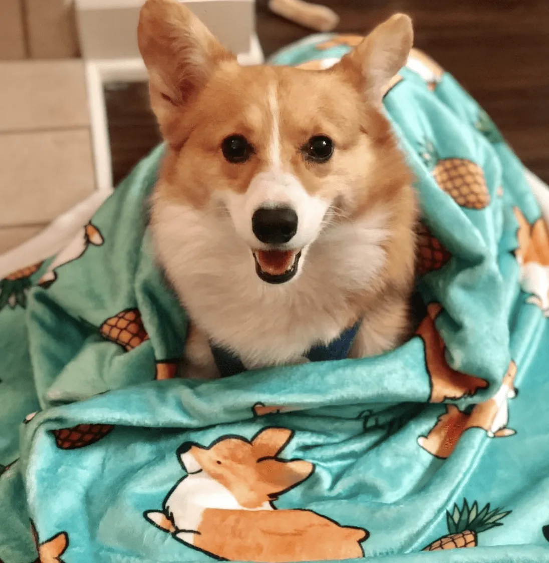 Pineapple Corgi Fleece Blanket | 3 Sizes