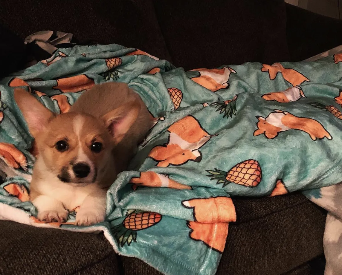 Pineapple Corgi Fleece Blanket | 3 Sizes